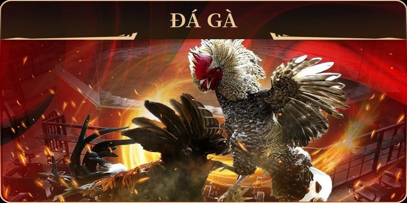 789 win đá gà trực tiếp campuchia