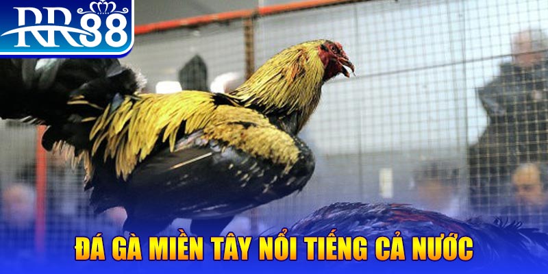 789 win đá gà 88